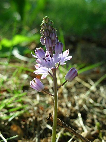 Prospero autumnale / Scilla autunnale